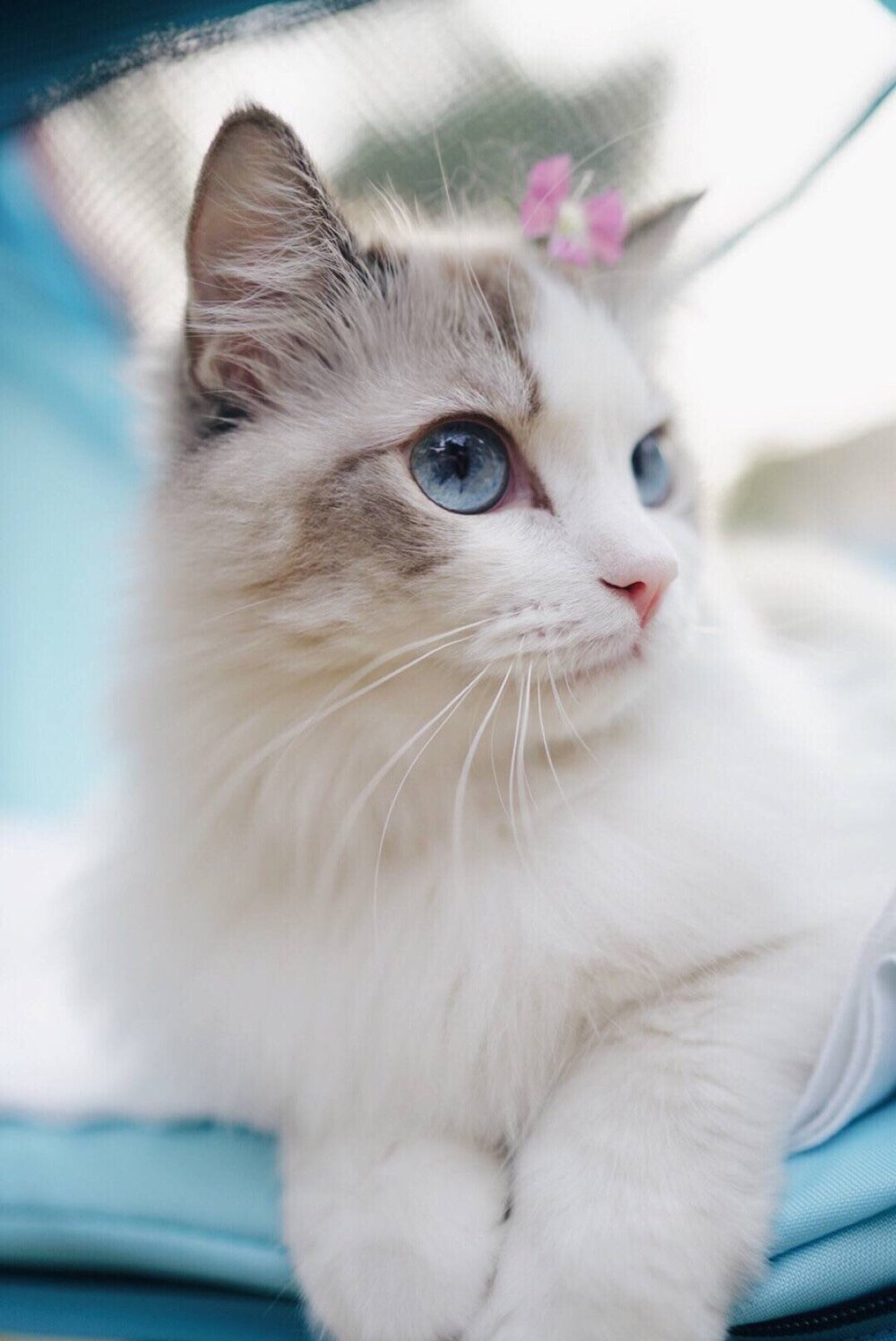 Image of ragdoll