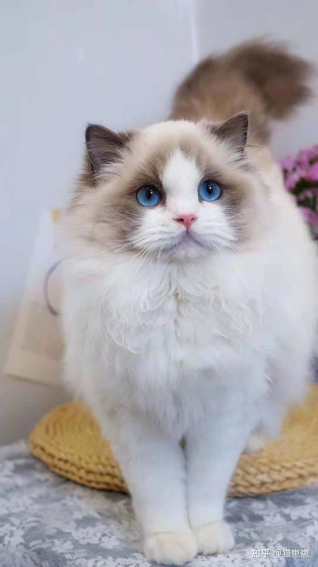 Image of ragdoll