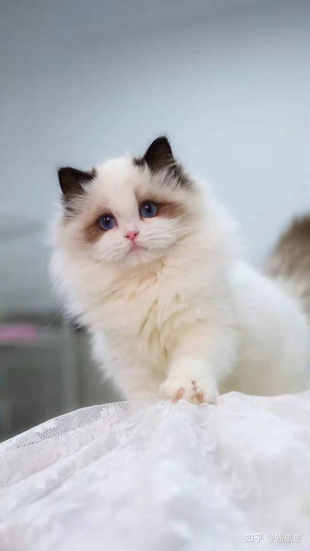 Image of ragdoll